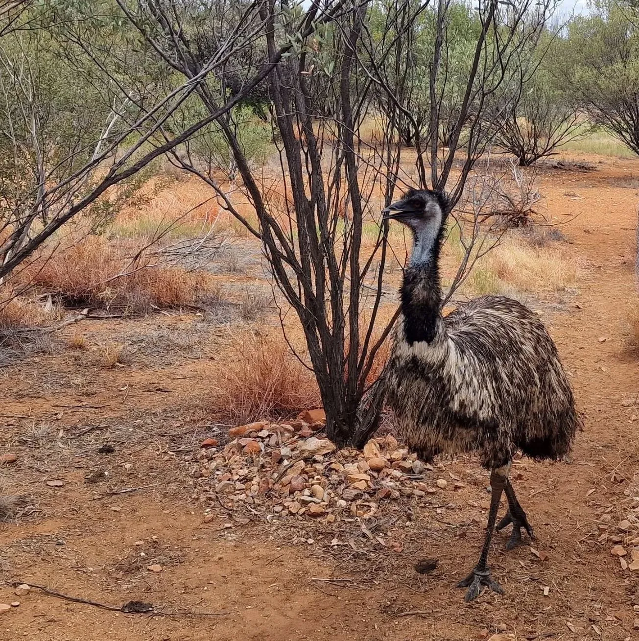 Alice Springs Desert Park