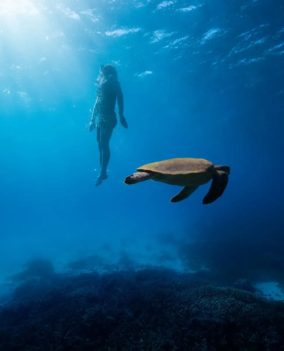 Steamboat Aviator | Lady Elliot vs. Heron Island: Which Coral Cay is Better for 2026? What the Reef is Really All About Beneath the Surface